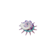 Barb Polyp facing SE