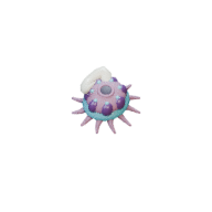 Barb Polyp facing SW